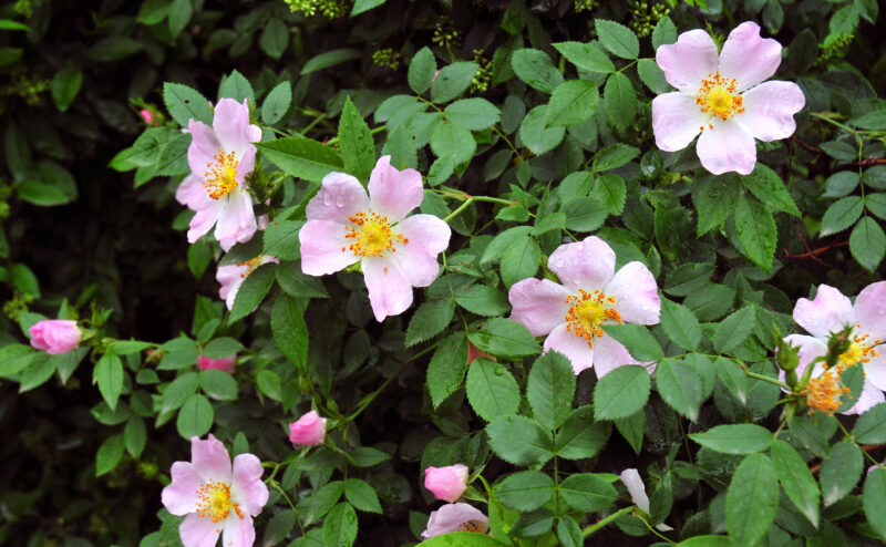 Delicious Wild Rose Jelly Recipe